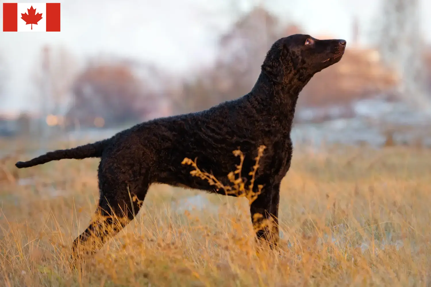 Curly Coated Retriever kiskutyák és tenyésztők Kanada Keress Curly Coated Retriever tenyésztőket Kanada területén.