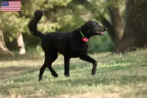 Read more about the article Curly Coated Retriever tenyésztők és kölykök az USA-ban