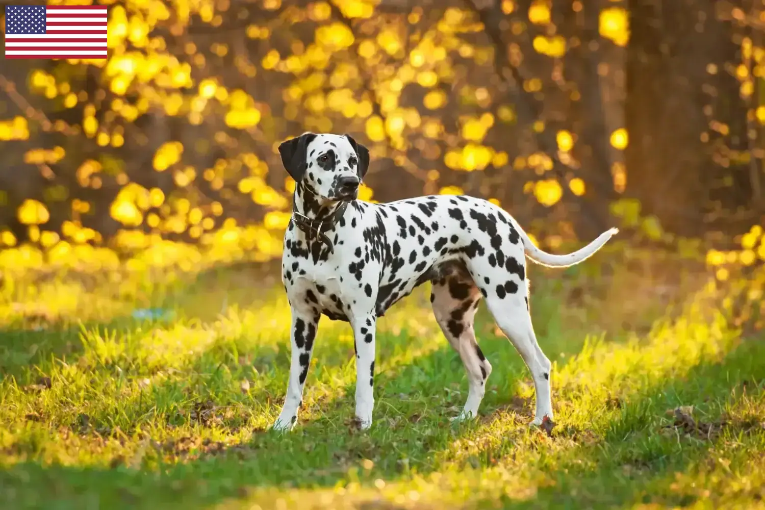 Dalmata kölykök és tenyésztők USA Dalmata tenyésztőket az USA-ban itt találsz.