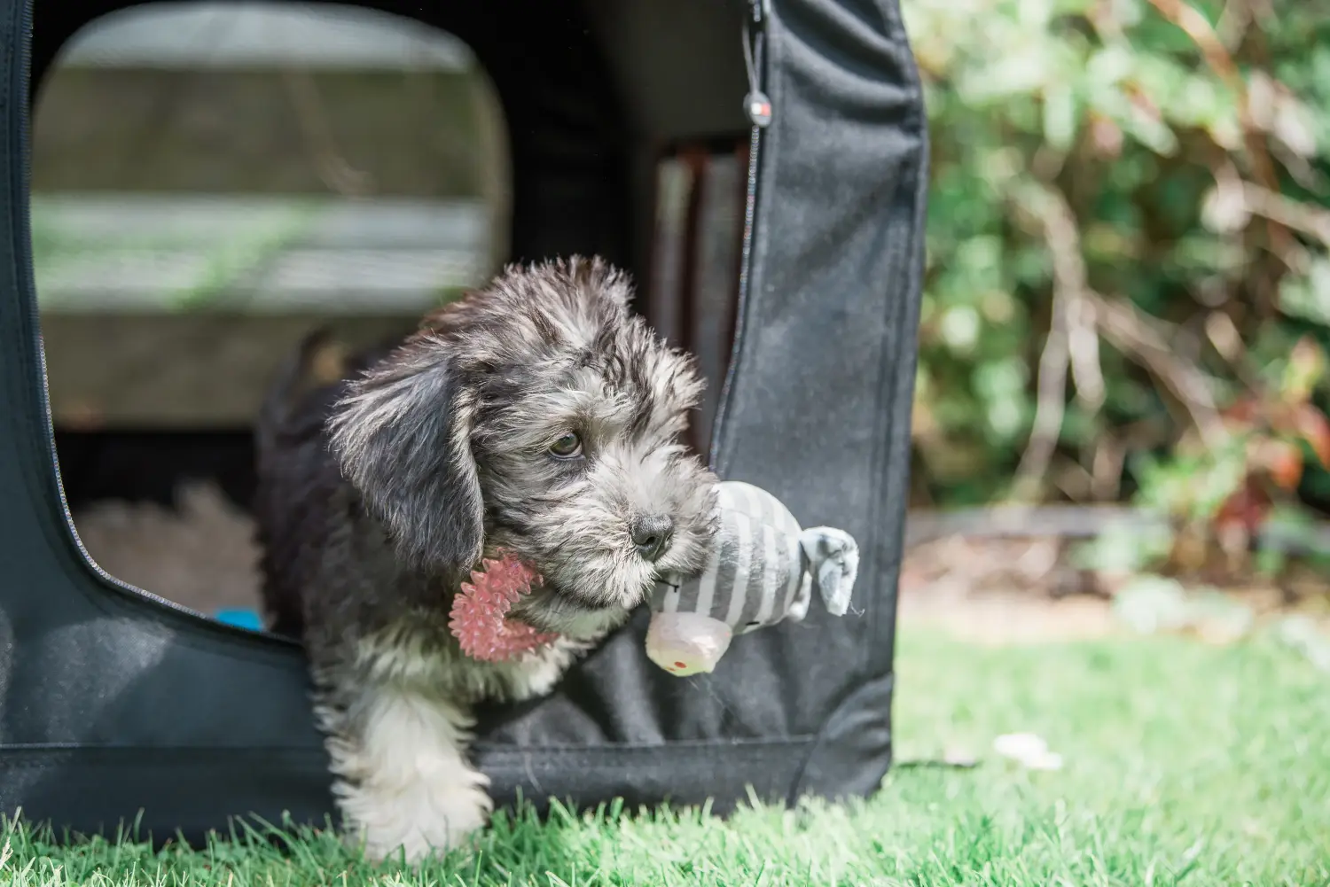 Egy Dandie Dinmont Terrier kölyökkutya megvásárlása felelősségvállalást jelent! Vásároljon Dandie Dinmont Terrier kiskutyákat.
