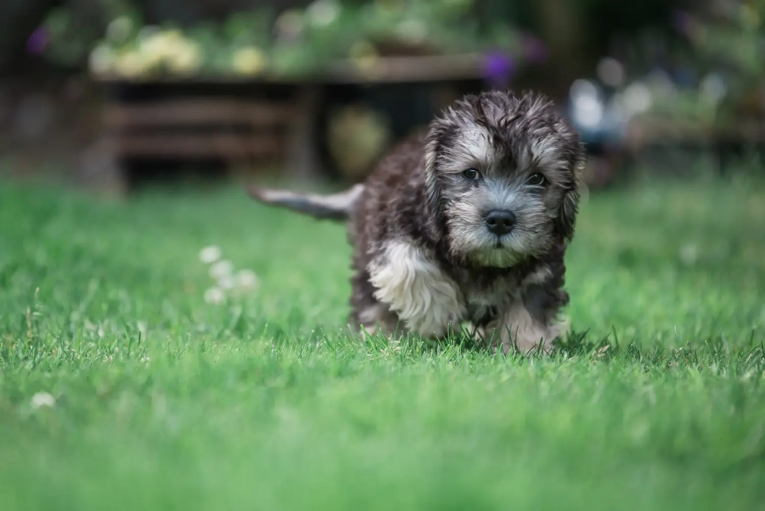 Egy Dandie Dinmont Terrier kölyökkutya megvásárlása felelősségvállalást jelent! Vásároljon Dandie Dinmont Terrier kiskutyákat.