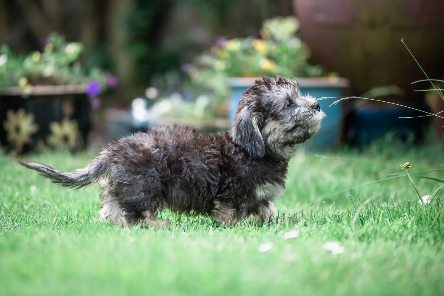 Egy Dandie Dinmont Terrier kölyökkutya megvásárlása felelősségvállalást jelent! Vásároljon Dandie Dinmont Terrier kiskutyákat.