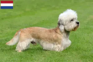 Read more about the article Dandie Dinmont Terrier tenyésztők és kölykök Hollandiában
