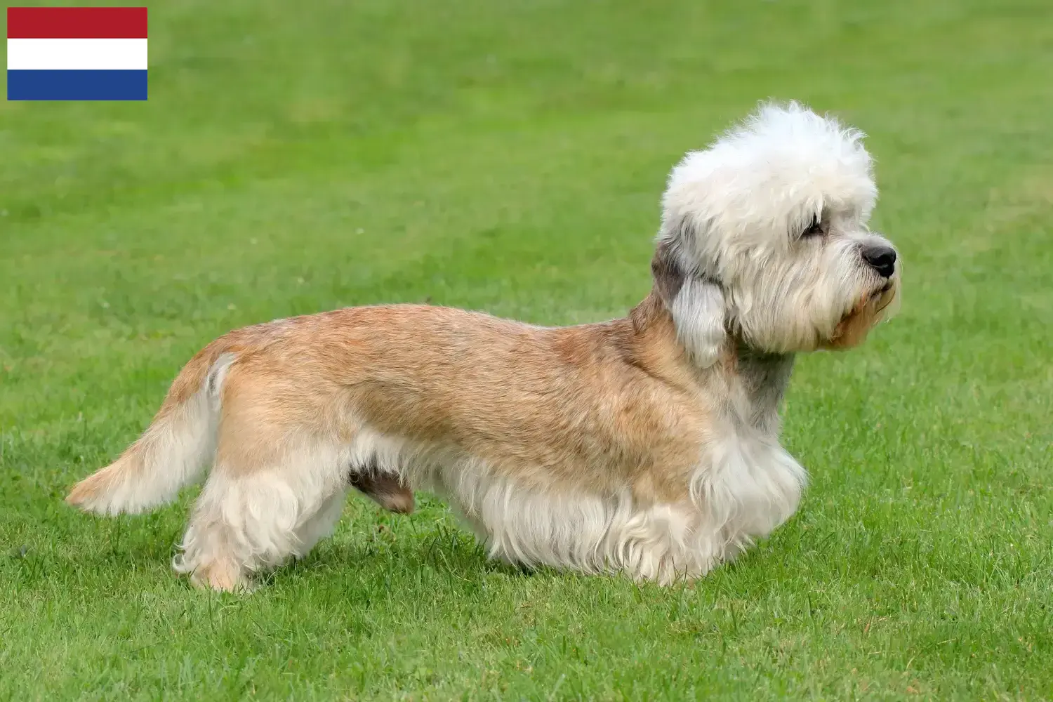 Read more about the article Dandie Dinmont Terrier tenyésztők és kölykök Hollandiában