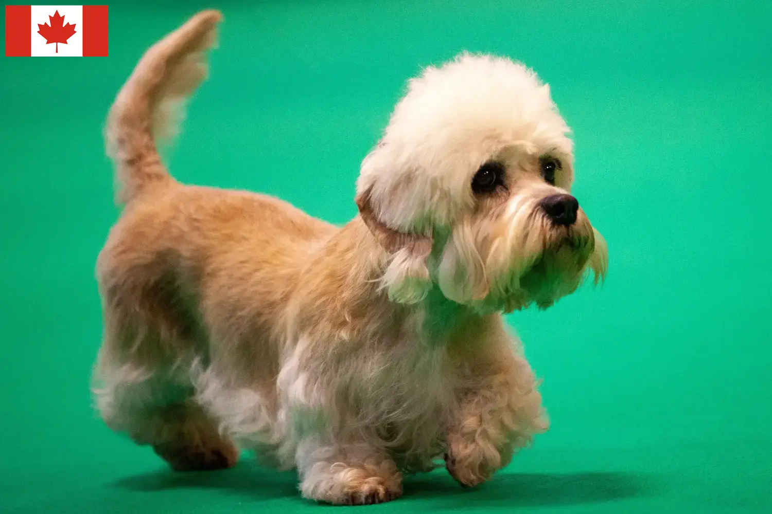 Dandie Dinmont Terrier kölykök és tenyésztők Kanada Dandie Dinmont Terrier tenyésztőket Kanadában itt találsz.
