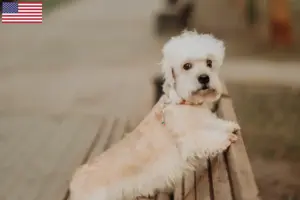 Read more about the article Dandie Dinmont Terrier tenyésztők és kölykök az USA-ban
