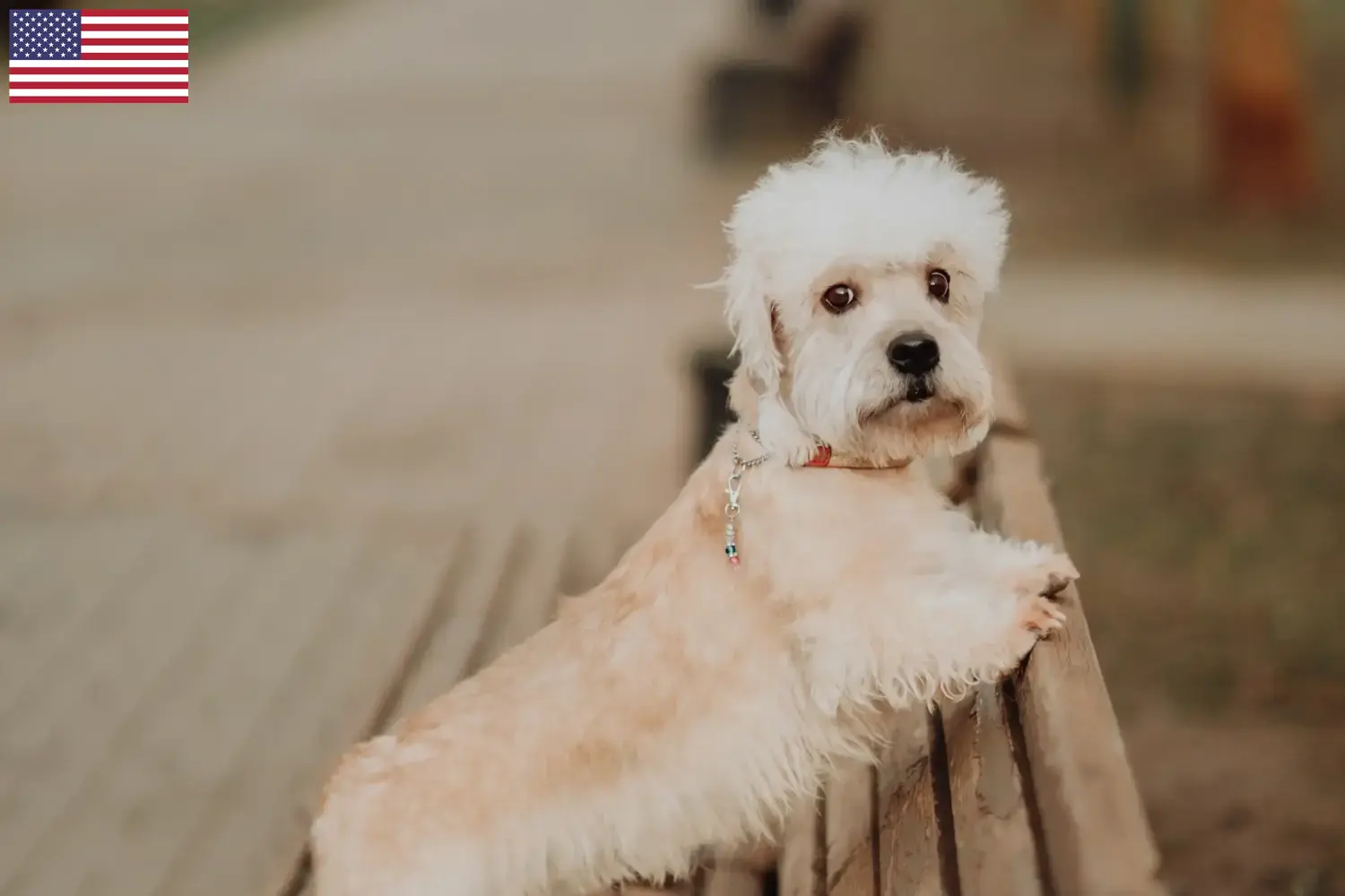 Dandie Dinmont Terrier kiskutyák és tenyésztők USA Dandie Dinmont Terrier tenyésztőket az USA-ban itt találsz.