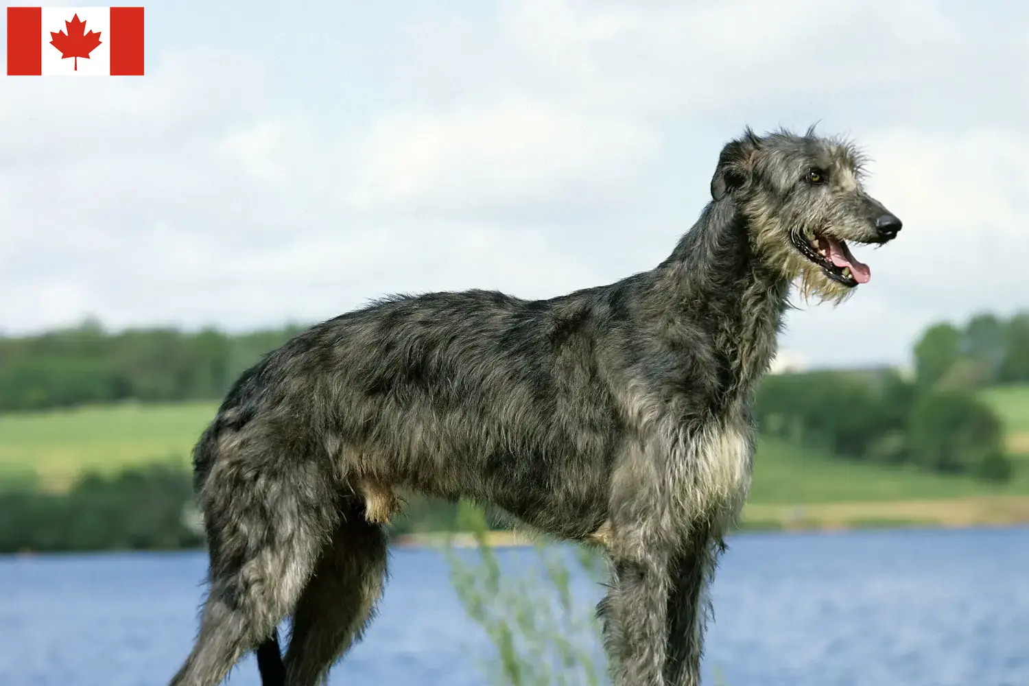 Deerhound kiskutyák és tenyésztők Kanada Itt találhatsz szarvaskutya tenyésztőket Kanadában.