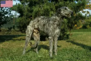 Read more about the article Deerhound tenyésztők és kölykök az USA-ban