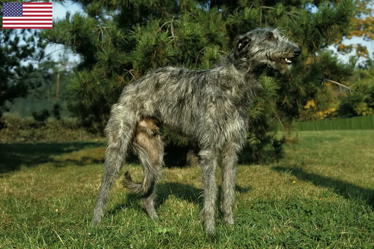 Deerhound kiskutyák és tenyésztők USA Itt találsz szarvaskutya tenyésztőket az USA-ban.