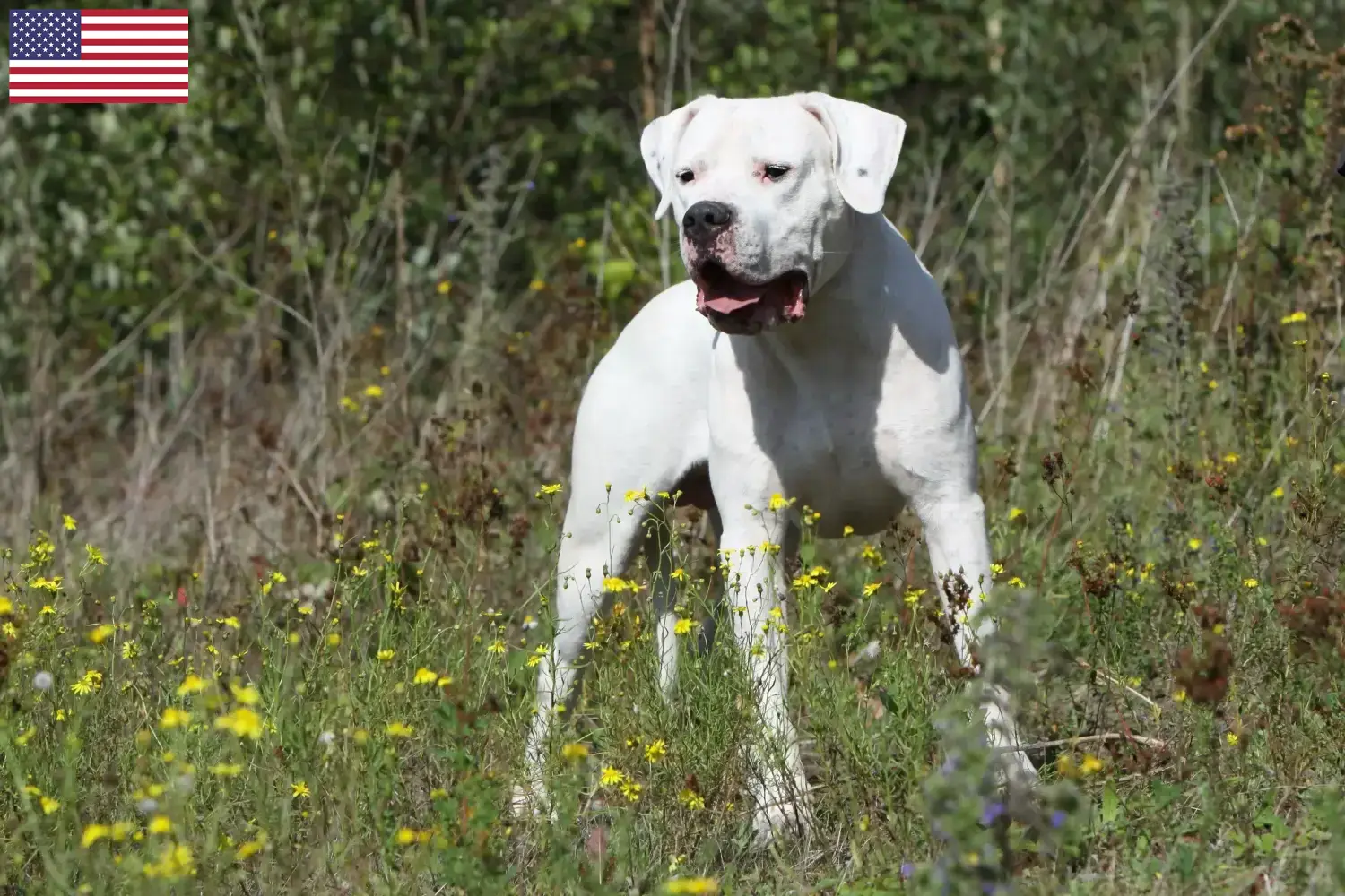 Read more about the article Dogo Argentino tenyésztők és kölykök az USA-ban