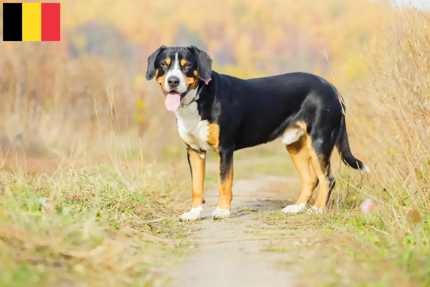 Entlebuch hegyikutya kölykök és tenyésztő Belgium Találd meg az Entlebucher hegyikutya tenyésztőket Belgiumban.