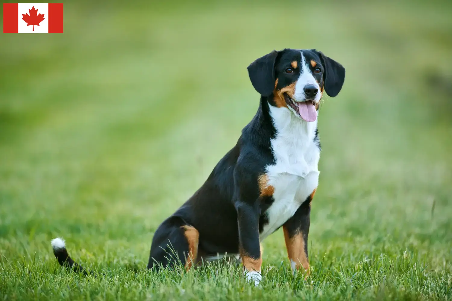 Entlebuch hegyikutya kölykök és tenyésztő Kanada Keress Entlebucher hegyikutya tenyésztőket Kanadában.