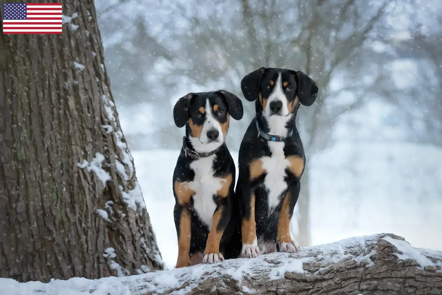 Entlebucher hegyikutya kölykök és tenyésztő USA Keress Entlebucher hegyikutya tenyésztőket az USA-ban.