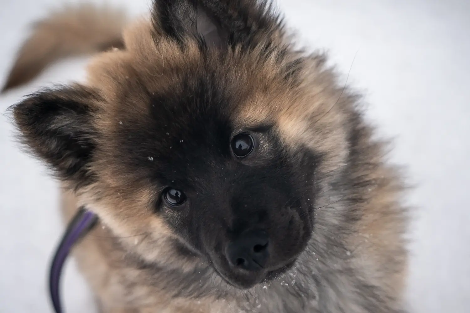 Eurasier kiskutya vásárlása felelősségvállalást jelent! Eurasier kiskutyák vásárlása.