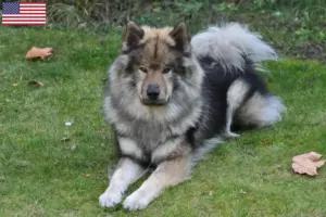 Read more about the article Eurasier tenyésztők és kölykök az USA-ban