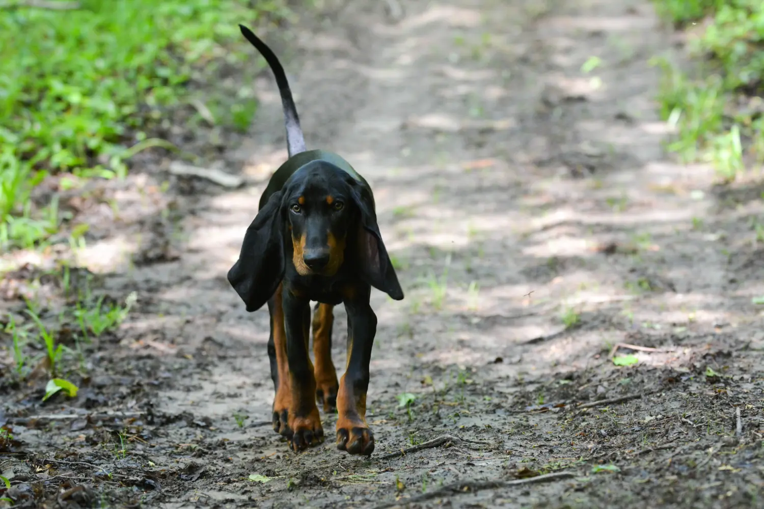 Egy Black and Tan Coonhound kölyökkutya megvásárlása felelősségvállalást jelent! Vásároljon Black and Tan Coonhound kiskutyákat.
