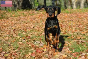 Read more about the article Black and Tan Coonhound tenyésztők és kölykök az USA-ban