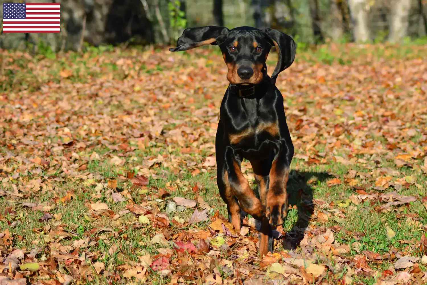 Read more about the article Black and Tan Coonhound tenyésztők és kölykök az USA-ban