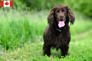 Read more about the article Field Spaniel tenyésztők és kölykök Kanadában