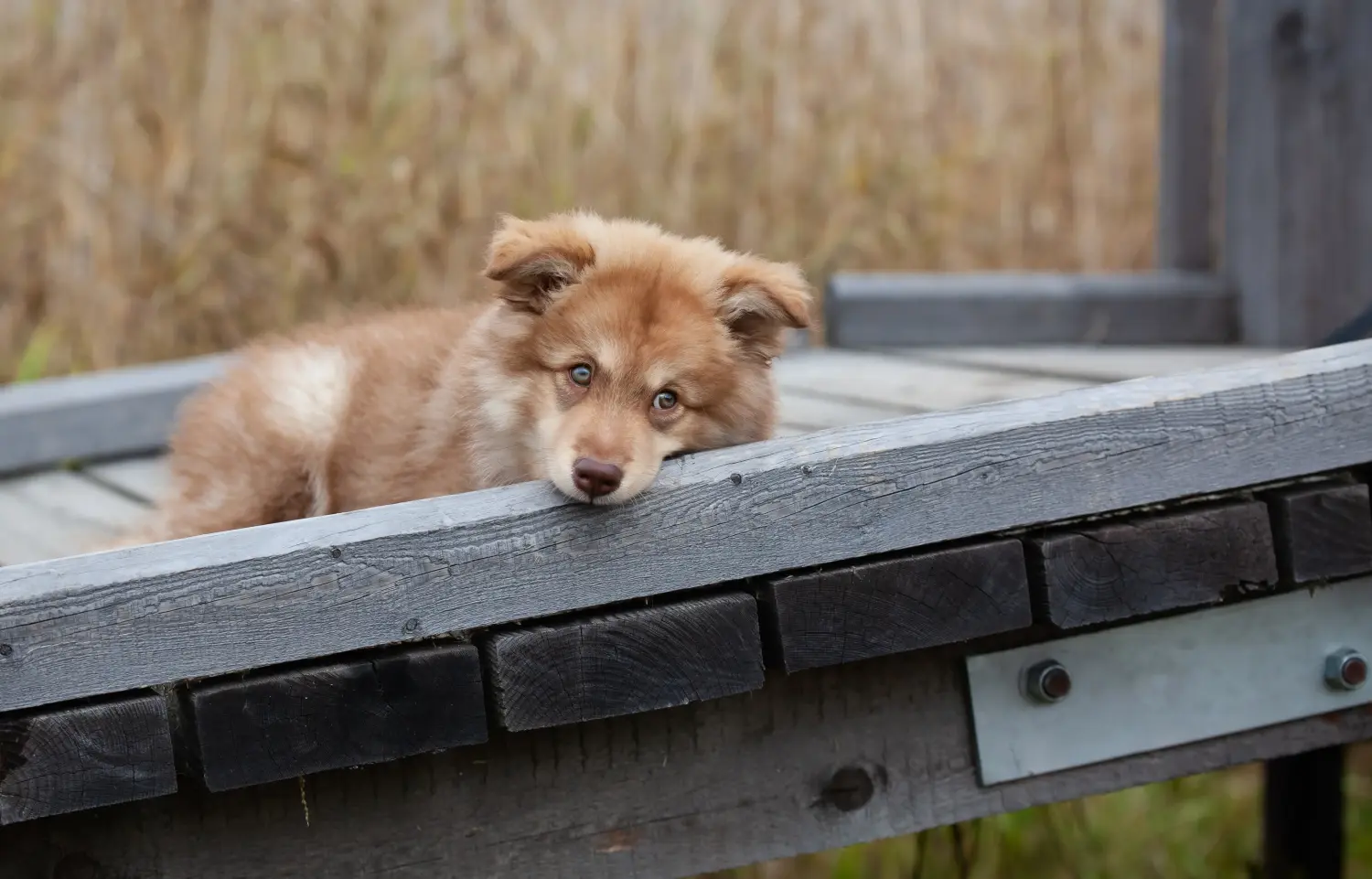 Egy finn lapphund kölyökkutya megvásárlása felelősségvállalást jelent! Vásároljon finn lapphund kiskutyákat.