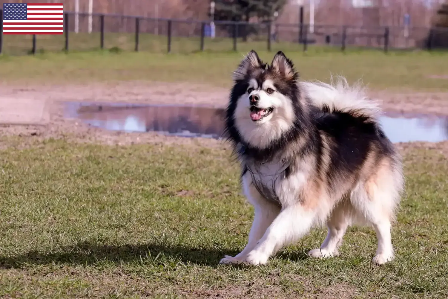 Finn Lapphund kiskutyák és tenyésztők USA Itt találhatsz finn lapphund tenyésztőket az USA-ban.
