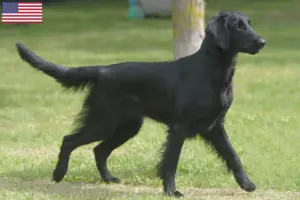 Read more about the article Flat Coated Retriever tenyésztők és kölykök az USA-ban