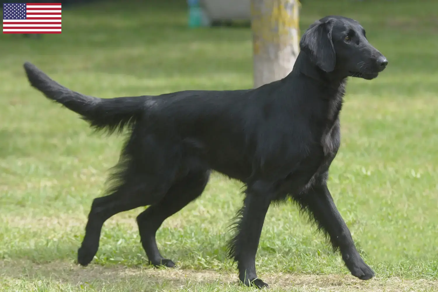 Flat Coated Retriever kiskutyák és tenyésztők USA Itt találhat Flat Coated Retriever tenyésztőket az USA-ban.