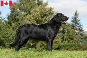 Read more about the article Flat Coated Retriever tenyésztők és kölykök Kanadában