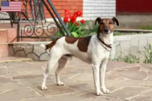 Read more about the article Foxterrier tenyésztők és kölykök az USA-ban