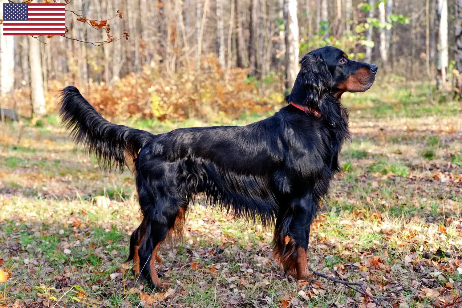 Read more about the article Gordon Setter tenyésztők és kölykök az USA-ban