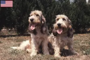 Read more about the article Grand Basset Griffon Vendéen tenyésztők és kölykök az USA-ban