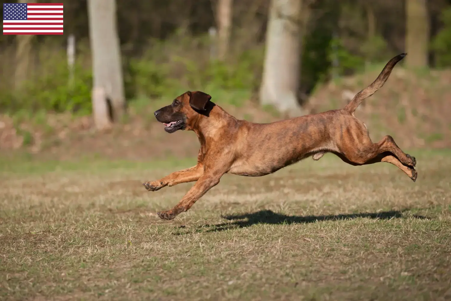 Read more about the article Hannoverscher Schweißhund tenyésztők és kölykök az USA-ban