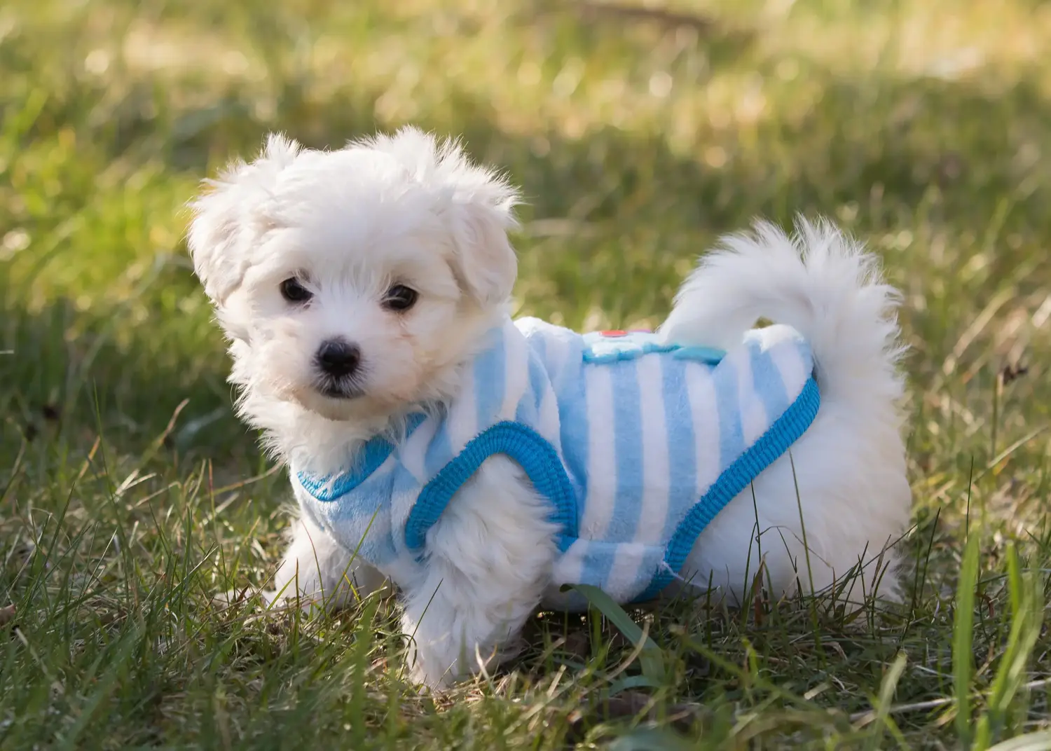 Egy havanese kölyökkutya megvásárlása felelősségvállalást jelent! Vásároljon havanese kiskutyákat.