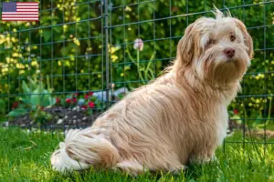 Read more about the article Havanese tenyésztők és kölykök az USA-ban