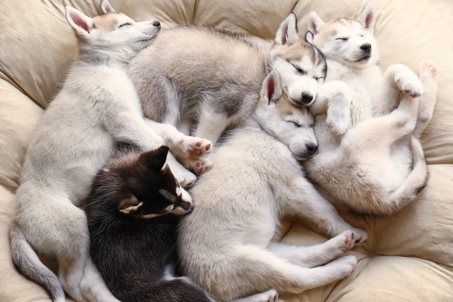 Husky kölyökkutya vásárlása felelősségvállalást jelent! Husky kiskutyák vásárlása.