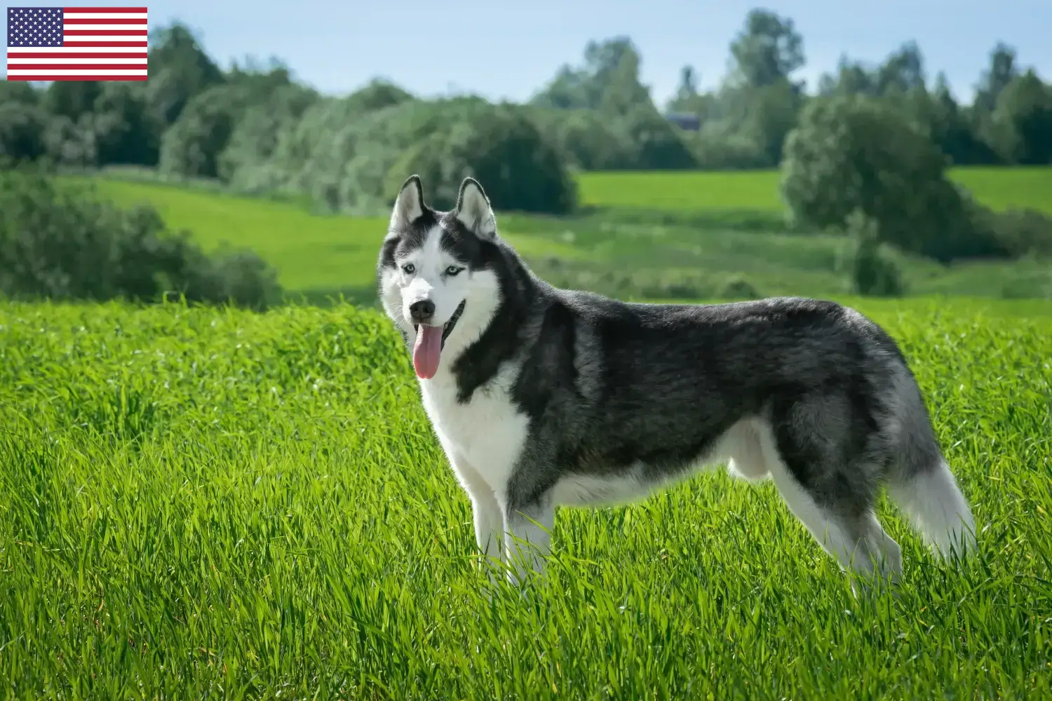 Husky kiskutyák és tenyésztők USA Itt találhat husky tenyésztőket az Egyesült Államokban.