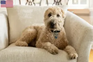 Read more about the article Irish Soft Coated Wheaten Terrier tenyésztők és kölykök az USA-ban