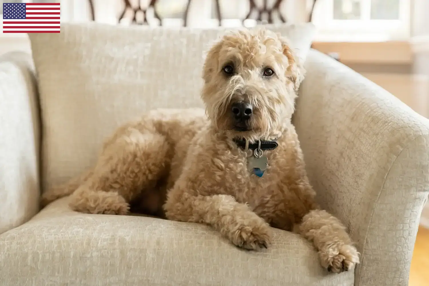 Read more about the article Irish Soft Coated Wheaten Terrier tenyésztők és kölykök az USA-ban