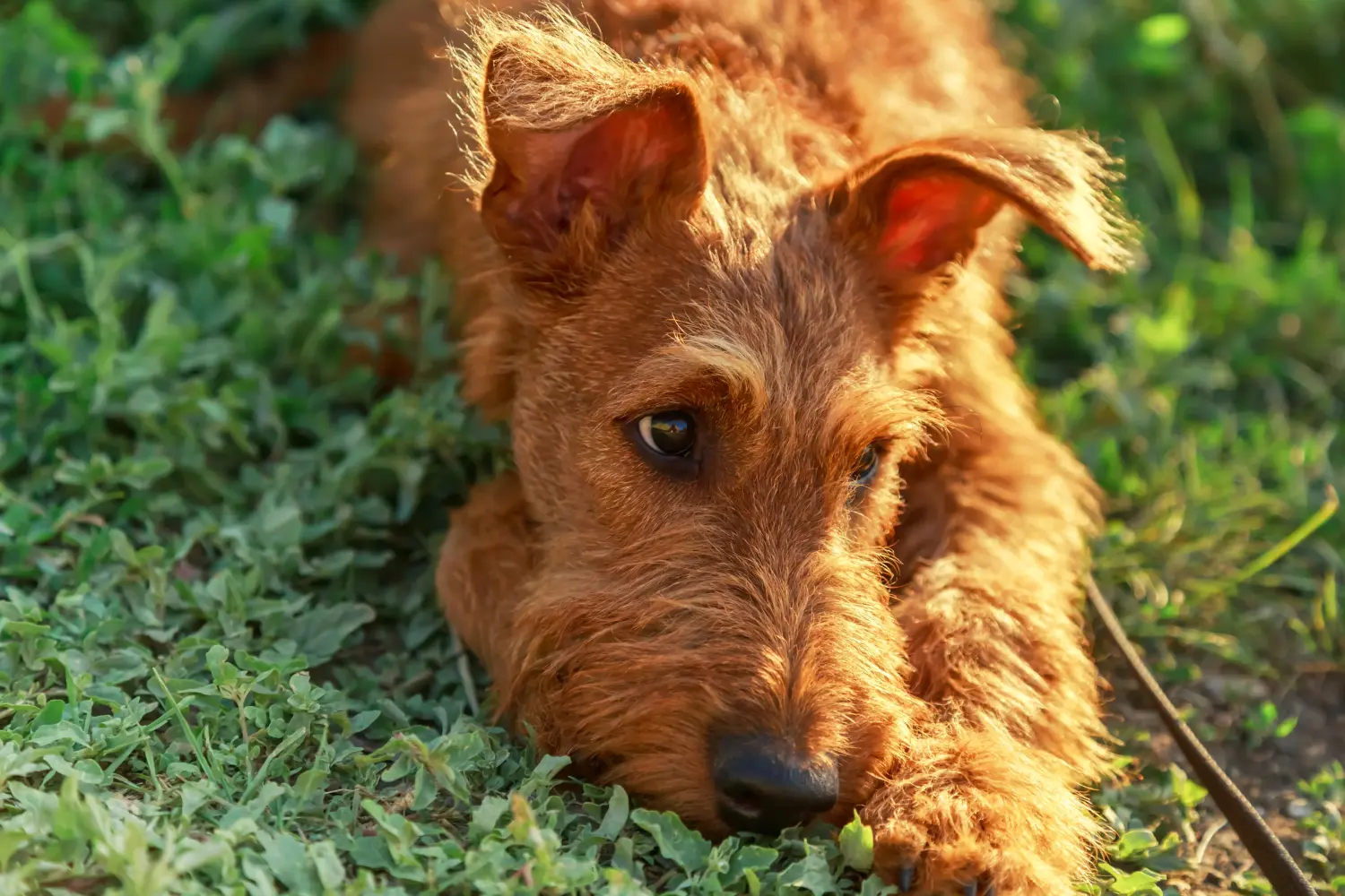 Ír terrier kölyökkutya vásárlása felelősségvállalást jelent! Ír terrier kiskutyák vásárlása.