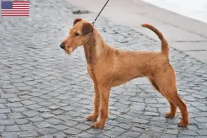 Read more about the article Ír terrier tenyésztők és kölykök az USA-ban