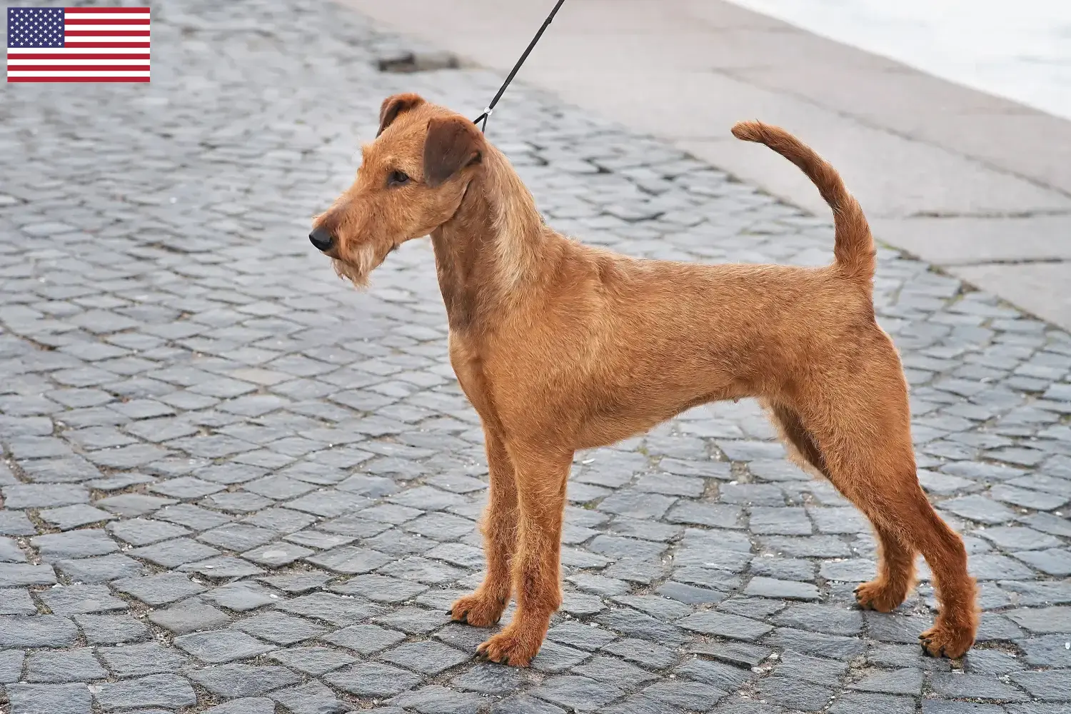 Read more about the article Ír terrier tenyésztők és kölykök az USA-ban