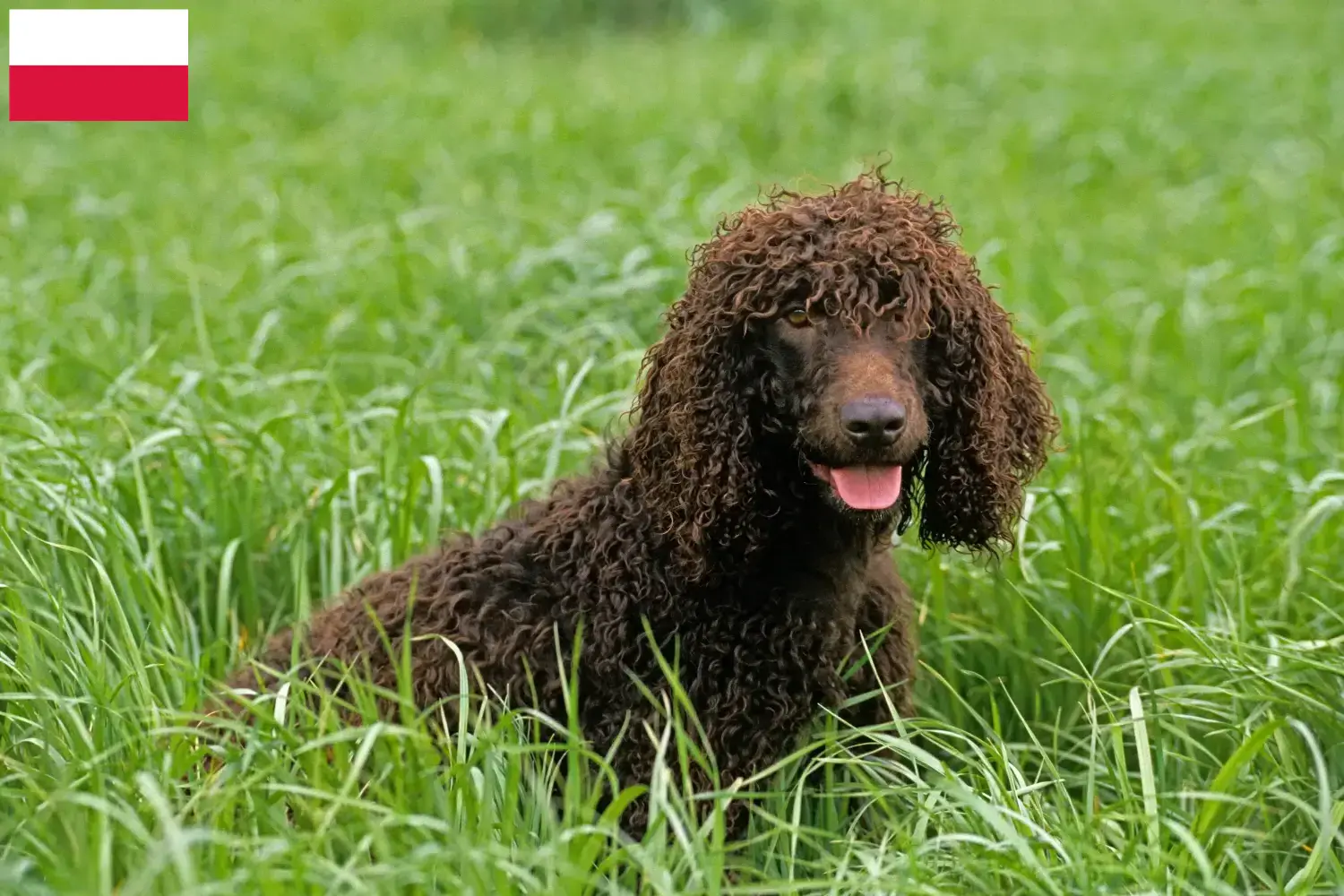 Ír vízi spániel kiskutyák és tenyésztők Lengyelország Találd meg itt az Irish Water Spaniels tenyésztőket Lengyelországban.