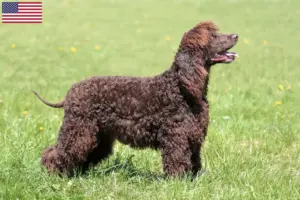 Read more about the article Irish Water Spaniel tenyésztők és kölykök az USA-ban