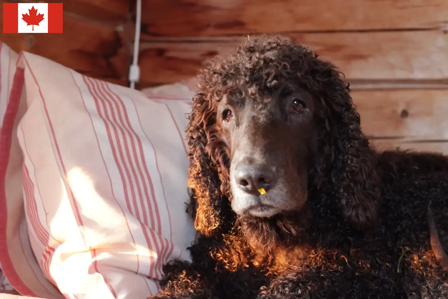 Ír vízi spániel kölykök és tenyésztők Kanada Keresse meg az Irish Water Spaniels tenyésztőit Kanadában itt.