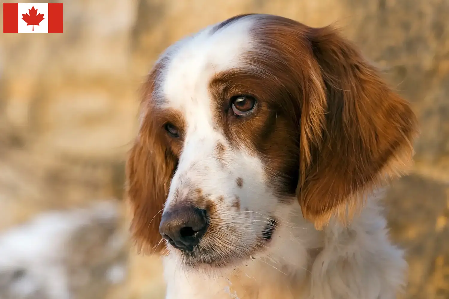 Ír vörös és fehér szetter kölykök és tenyésztők Kanada Keressen Irish Red and White Setter tenyésztőket Kanadában.