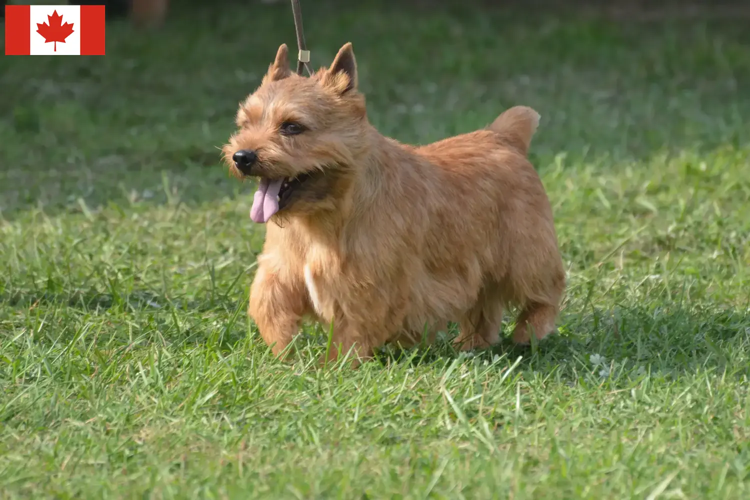 Irish Glen of Imaal Terrier kiskutyák és tenyésztők Kanada Kanadai Irish Glen of Imaal Terrier tenyésztőket itt találsz.