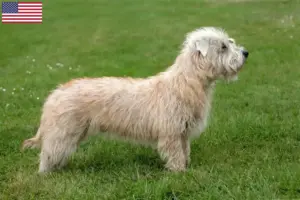 Read more about the article Irish Glen of Imaal Terrier tenyésztők és kölykök az USA-ban
