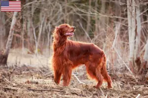 Read more about the article Irish Red Setter tenyésztők és kölykök az USA-ban