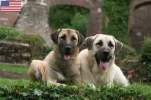 Read more about the article Kangal tenyésztők és kölykök az USA-ban